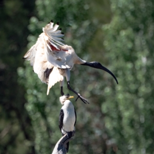 Threskiornis molucca at Evatt, ACT - 3 Dec 2023