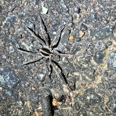 Tasmanicosa sp. (genus) at Mount Ainslie - 6 Dec 2023 by JimL