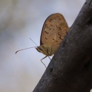 Heteronympha merope at Cook, ACT - 6 Dec 2023