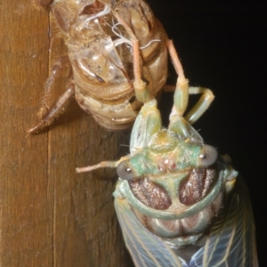 Arunta perulata at Warana, QLD - 19 Nov 2023