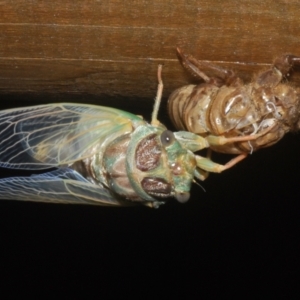 Arunta perulata at Warana, QLD - 19 Nov 2023 10:57 PM