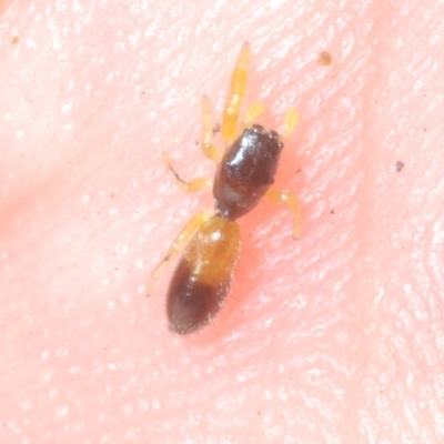 Judalana lutea (Judy and Alans Yellow Ant-mimicking Jumping Spider) at Sippy Downs, QLD - 21 Nov 2023 by Harrisi