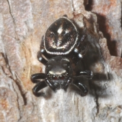 Zenodorus orbiculatus (Salticid Ant Eater) at Sippy Downs, QLD - 22 Nov 2023 by Harrisi