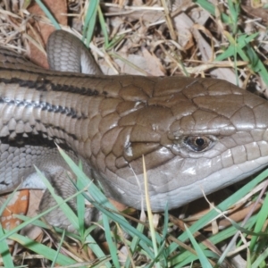 Tiliqua scincoides scincoides at Sippy Downs, QLD - 22 Nov 2023 04:43 PM