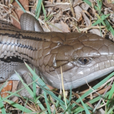 Tiliqua scincoides scincoides (Eastern Blue-tongue) at Sippy Downs, QLD - 22 Nov 2023 by Harrisi