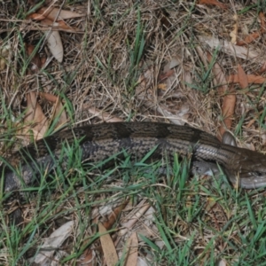 Tiliqua scincoides scincoides at Sippy Downs, QLD - 22 Nov 2023 04:43 PM