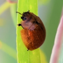 Unidentified Leaf beetle (Chrysomelidae) at Wodonga - 2 Dec 2023 by KylieWaldon