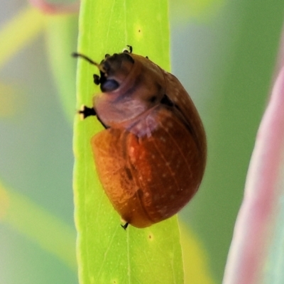 Unidentified Leaf beetle (Chrysomelidae) at Wodonga - 2 Dec 2023 by KylieWaldon