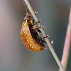 Paropsisterna decolorata (A Eucalyptus leaf beetle) at Wodonga, VIC - 2 Dec 2023 by KylieWaldon