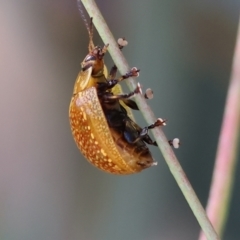 Paropsisterna decolorata (A Eucalyptus leaf beetle) at Wodonga - 3 Dec 2023 by KylieWaldon