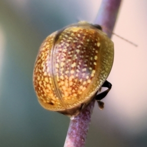 Paropsisterna decolorata at Wodonga - 3 Dec 2023
