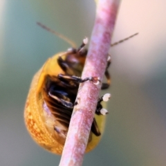 Paropsisterna decolorata at Wodonga - 3 Dec 2023