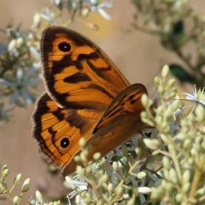 Heteronympha merope (Common Brown Butterfly) at Wodonga, VIC - 2 Dec 2023 by KylieWaldon