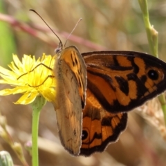 Heteronympha merope at Wodonga - 3 Dec 2023 08:42 AM