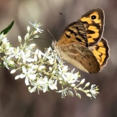 Heteronympha merope at Wodonga - 3 Dec 2023