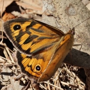 Heteronympha merope at WREN Reserves - 3 Dec 2023 08:57 AM