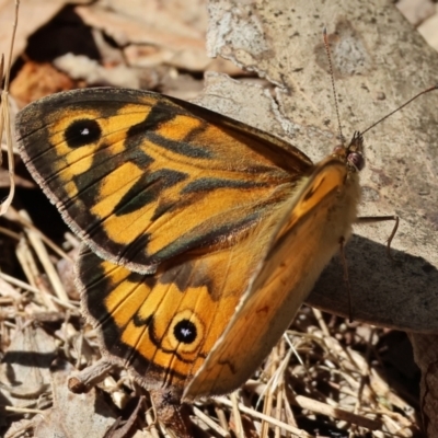 Heteronympha merope (Common Brown Butterfly) at Wodonga, VIC - 2 Dec 2023 by KylieWaldon