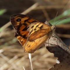 Heteronympha merope at WREN Reserves - 3 Dec 2023