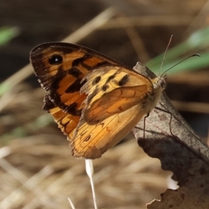 Heteronympha merope at WREN Reserves - 3 Dec 2023 08:57 AM