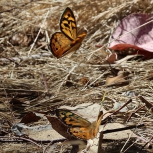 Heteronympha merope at WREN Reserves - 3 Dec 2023 08:57 AM