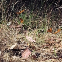 Heteronympha merope at WREN Reserves - 3 Dec 2023 08:57 AM