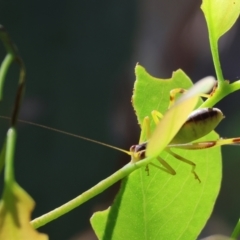 Caedicia simplex (Common Garden Katydid) at Wodonga - 2 Dec 2023 by KylieWaldon