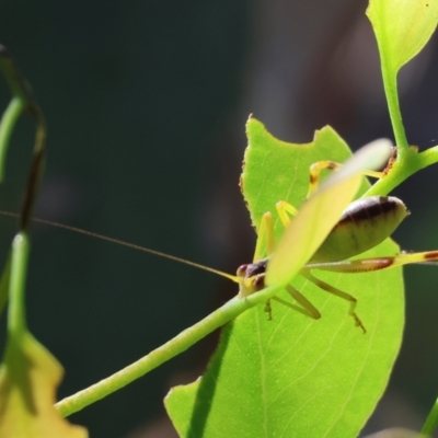 Caedicia simplex (Common Garden Katydid) at Wodonga, VIC - 2 Dec 2023 by KylieWaldon