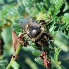 Unidentified Bee (Hymenoptera, Apiformes) at WREN Reserves - 2 Dec 2023 by KylieWaldon
