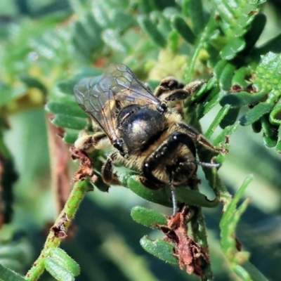 Unidentified Bee (Hymenoptera, Apiformes) at Wodonga - 2 Dec 2023 by KylieWaldon