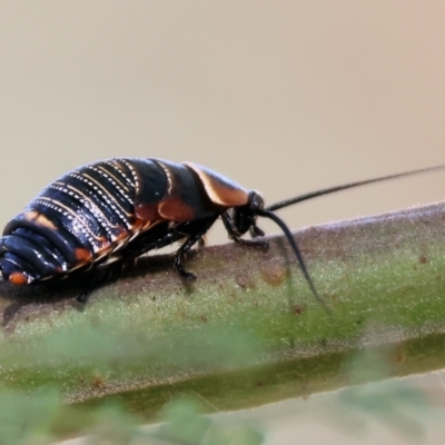 Ellipsidion australe (Austral Ellipsidion cockroach) at Wodonga, VIC - 2 Dec 2023 by KylieWaldon