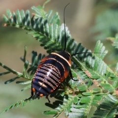 Ellipsidion australe at WREN Reserves - 3 Dec 2023 09:04 AM