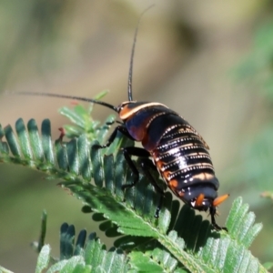 Ellipsidion australe at WREN Reserves - 3 Dec 2023 09:04 AM