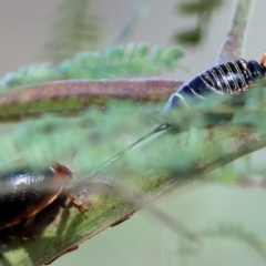 Dicranosterna immaculata (Acacia leaf beetle) at WREN Reserves - 3 Dec 2023 by KylieWaldon