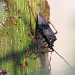 Poecilometis patruelis (Gum Tree Shield Bug) at WREN Reserves - 3 Dec 2023 by KylieWaldon