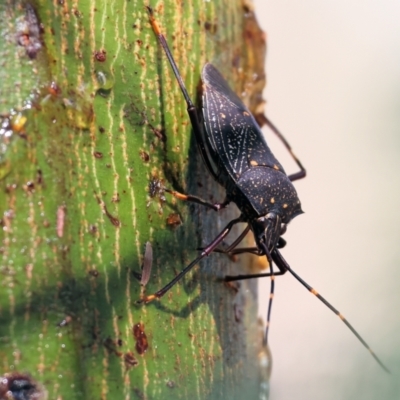 Poecilometis patruelis (Gum Tree Shield Bug) at WREN Reserves - 3 Dec 2023 by KylieWaldon