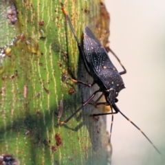 Unidentified Shield, Stink or Jewel Bug (Pentatomoidea) at WREN Reserves - 2 Dec 2023 by KylieWaldon