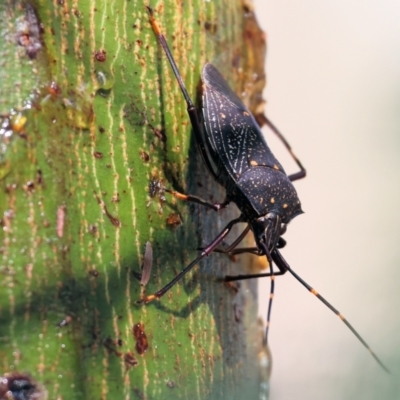 Unidentified Shield, Stink or Jewel Bug (Pentatomoidea) at WREN Reserves - 2 Dec 2023 by KylieWaldon