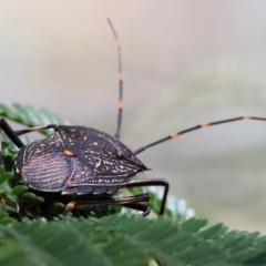 Poecilometis patruelis at WREN Reserves - 3 Dec 2023 09:02 AM