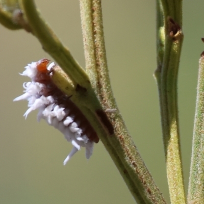 Cryptolaemus montrouzieri (Mealybug ladybird) at WREN Reserves - 2 Dec 2023 by KylieWaldon