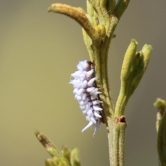 Cryptolaemus montrouzieri at Wodonga - 3 Dec 2023 09:05 AM