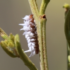 Cryptolaemus montrouzieri at Wodonga - 3 Dec 2023