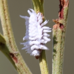 Cryptolaemus montrouzieri at Wodonga - 3 Dec 2023 09:05 AM