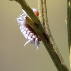 Cryptolaemus montrouzieri at Wodonga - 3 Dec 2023 09:05 AM