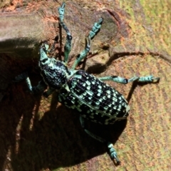 Chrysolopus spectabilis (Botany Bay Weevil) at Wodonga - 2 Dec 2023 by KylieWaldon