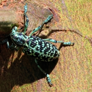 Chrysolopus spectabilis at Wodonga - 3 Dec 2023 09:06 AM