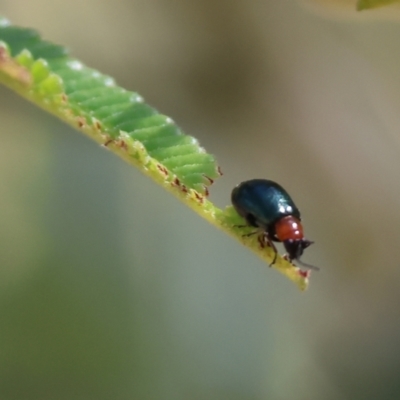 Adoxia benallae (Leaf beetle) at WREN Reserves - 2 Dec 2023 by KylieWaldon