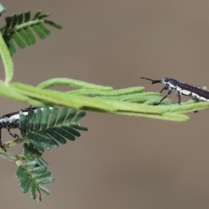 Rhinotia sp. (genus) at WREN Reserves - 3 Dec 2023