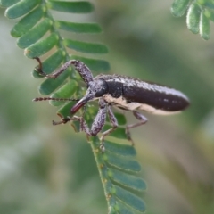 Rhinotia sp. (genus) at WREN Reserves - 3 Dec 2023 09:13 AM