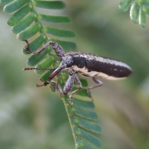 Rhinotia sp. (genus) at WREN Reserves - 3 Dec 2023 09:13 AM