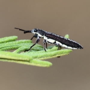 Rhinotia sp. (genus) at WREN Reserves - 3 Dec 2023